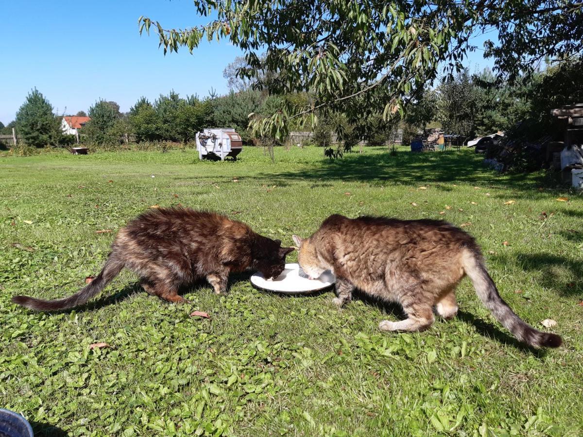 Agroturystyka Tam Gdzie Sosny Ścinawka Dolna Buitenkant foto